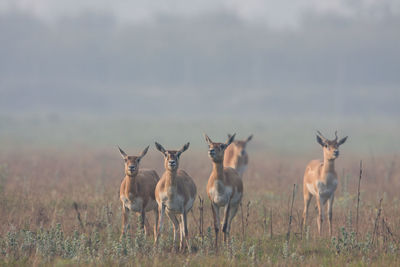 Flock of sheep in a field