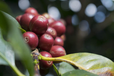 Close-up of cherries growing on tree