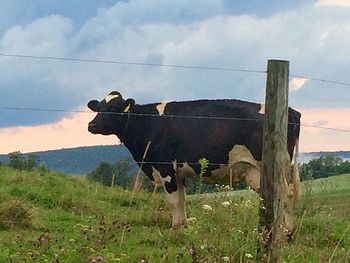 Cow on field against sky