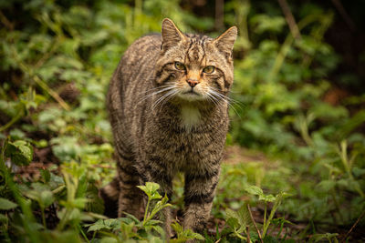 Portrait of cat standing on land