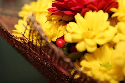 Close-up of yellow flowers