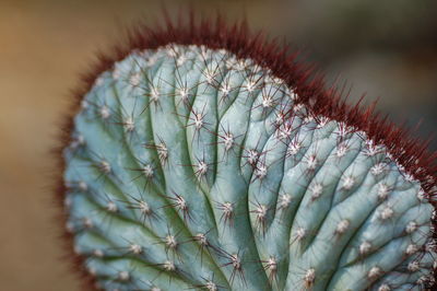 Close-up of cactus growing outdoors