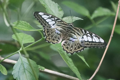 Close-up of butterfly perching on leaf