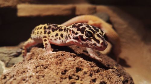 Close-up of gecko on rock