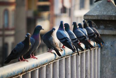 Birds perching on railing