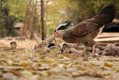 View of birds on field