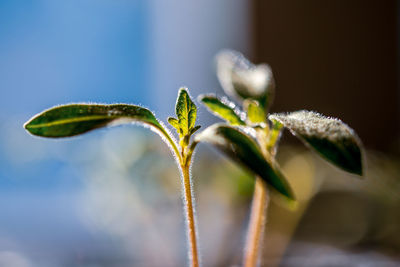 Close-up of fresh green plant