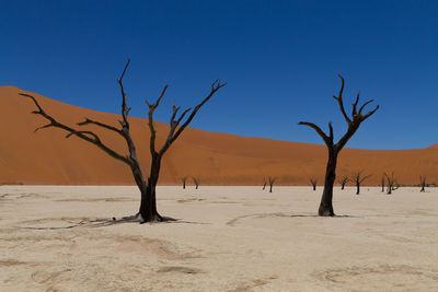 Bare tree on desert against clear blue sky