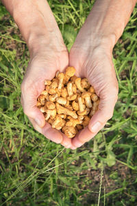 Close-up of hand holding leaf on field