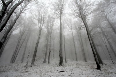 Trees in forest during winter