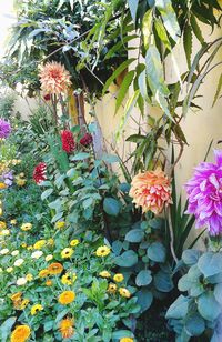 Close-up of flowers blooming outdoors