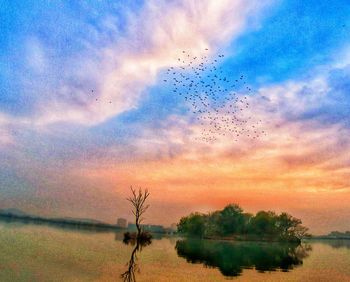 Silhouette birds flying over trees against sky during sunset