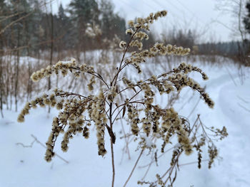 Close-up of snow covered plant on field