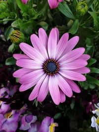 Close-up of pink flower in park