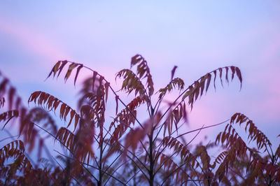 Close-up of stalks against sky during sunset