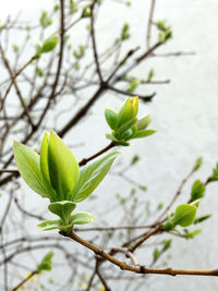 Close-up of leaves on branch