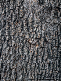 Full frame shot of tree trunk