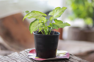 Close-up of potted plant on table