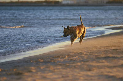 Horse running on beach