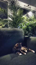 Palm trees in the dark