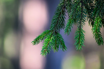 Close-up of pine tree branch