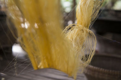 Close-up of feather against blurred background