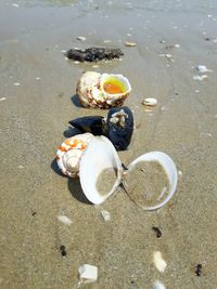 High angle view of seashells on beach