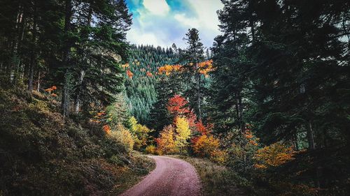 Road amidst trees in forest during autumn