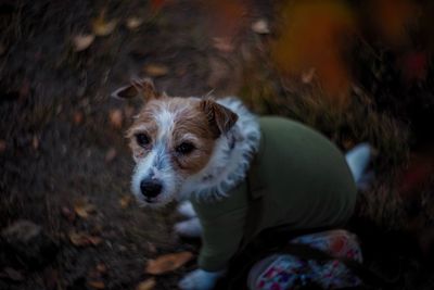 Close-up portrait of dog