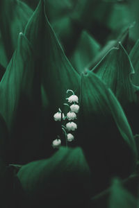 Close-up of flowering plant