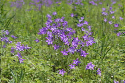 Close-up of purple flowering plants on land