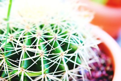 Close-up of cactus