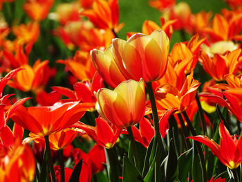 Close-up of red tulips