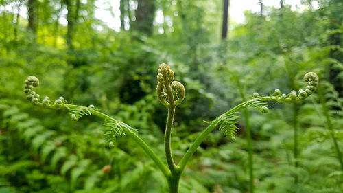 Close-up of fern in forest