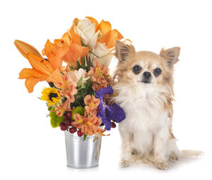 Portrait of chihuahua by flowers against white background