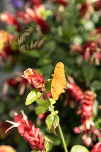 Close-up of butterfly pollinating on yellow flowering plant