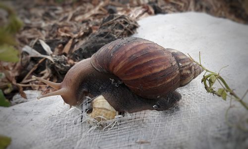 Close-up of snail on land