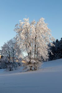 Snow covered trees against clear blue sky