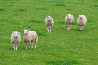 Sheep standing in a field