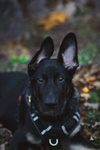 Portrait of black dog on land