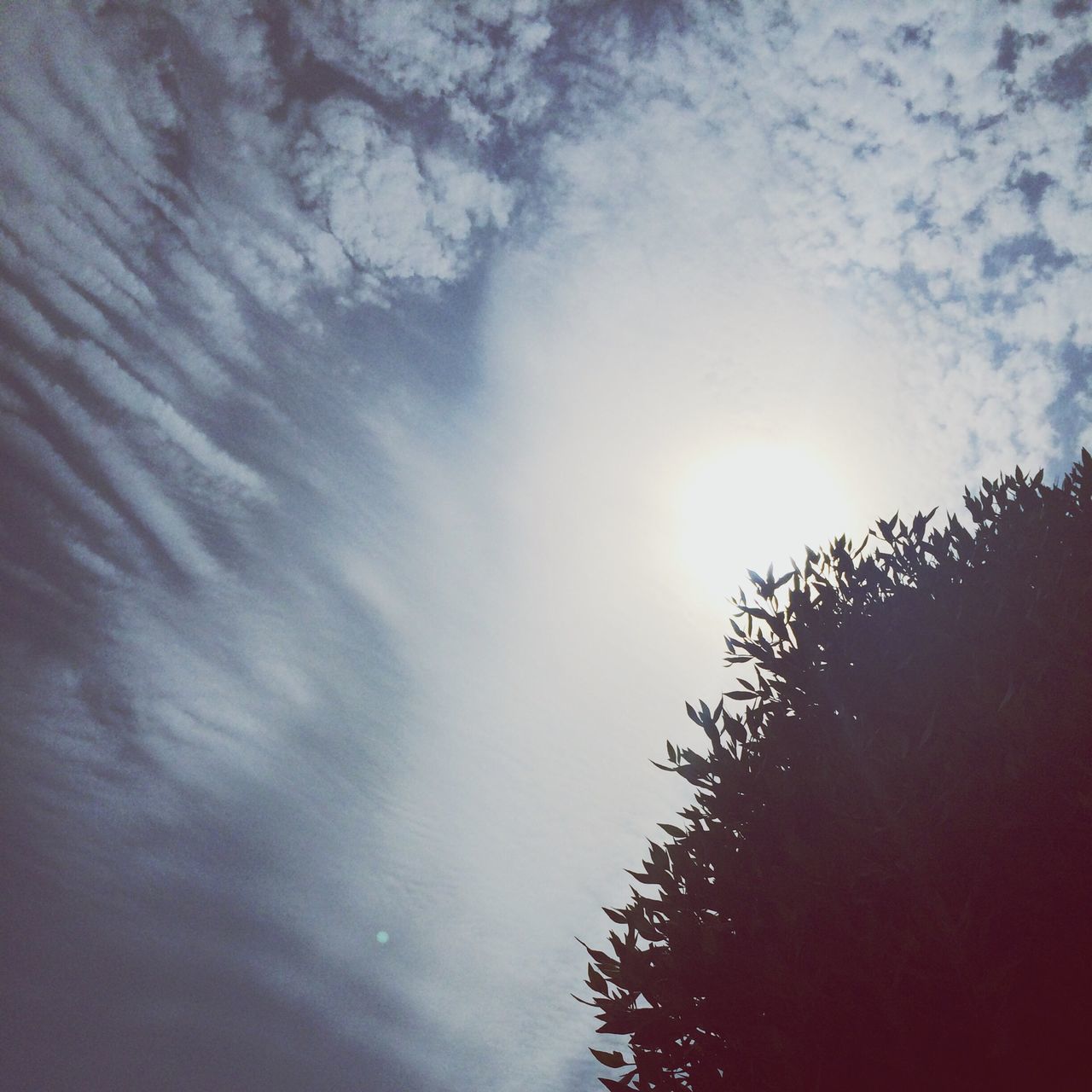 low angle view, sky, tree, silhouette, cloud - sky, beauty in nature, nature, sun, tranquility, sunlight, growth, scenics, sunbeam, outdoors, branch, high section, no people, lens flare, day, cloud