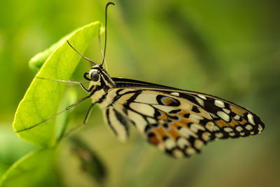 Close-up of butterfly perching on leaf