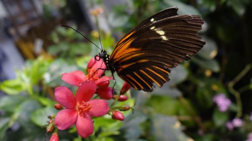 Close-up of butterfly pollinating on pink flower