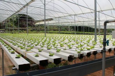 Various flowers in greenhouse