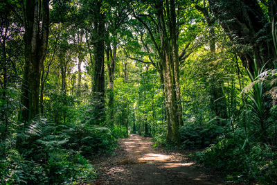 Trail amidst trees in forest