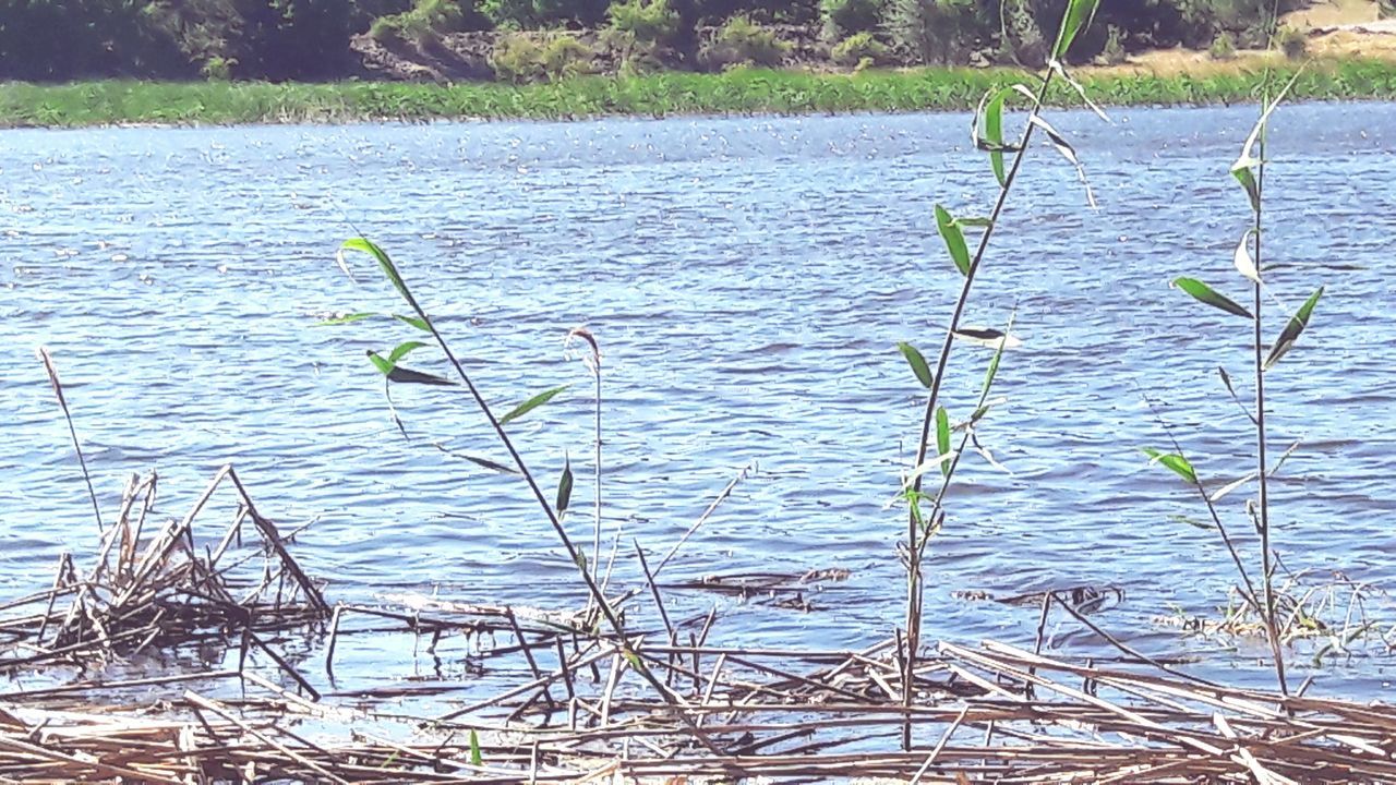 water, lake, grass, plant, tranquility, nature, growth, rippled, beauty in nature, lakeshore, day, outdoors, tranquil scene, no people, green color, scenics, idyllic, blue, growing, remote, non-urban scene, close-up, calm, green, non urban scene, standing water, focus on foreground