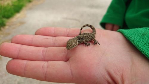 Close-up of human hand holding small