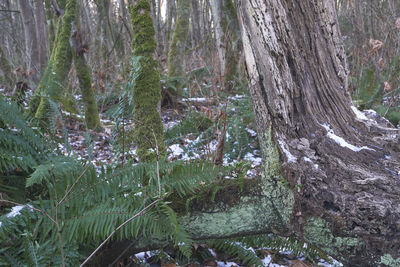 Trees in forest