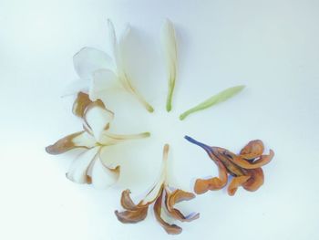 Close-up of white flowers