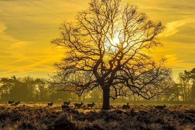 Tree at sunset